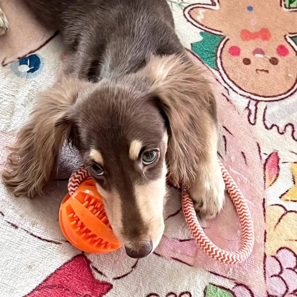 Treat-Dispensing Rope Ball Puzzle Toy for Dogs